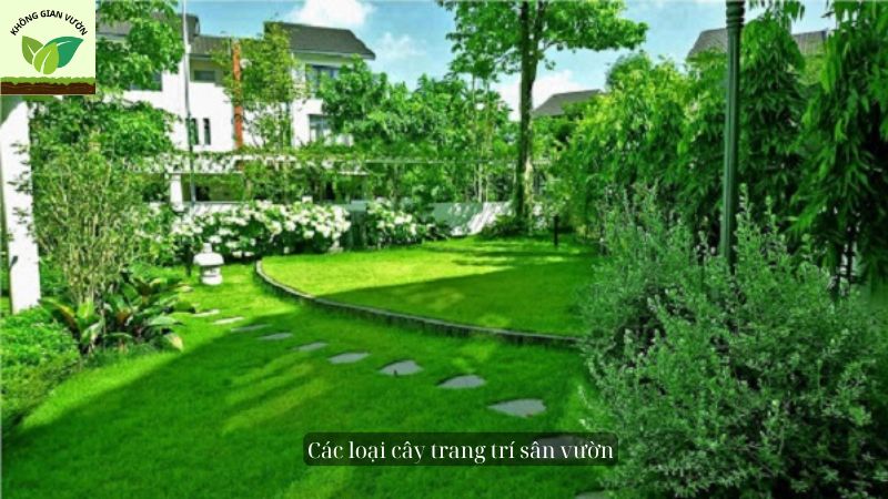 Các loại cây trang trí sân vườn đẹp và dễ trồng 